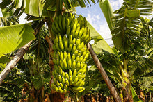 Load image into Gallery viewer, Musa Super Dwarf Cavendish Banana
