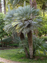 Load image into Gallery viewer, Blue Mediterranean Fan Palm (Chamaerops Humilis &quot;Cerifera&quot;) - Imported
