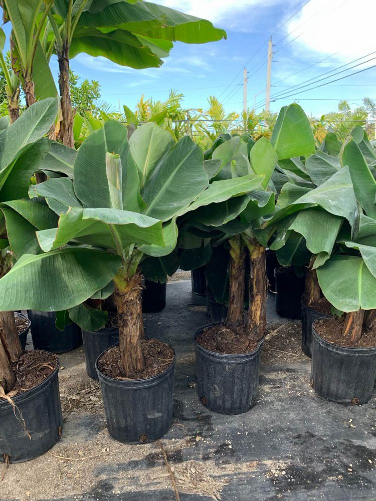 Musa Super Dwarf Cavendish Banana