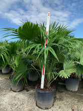 Load image into Gallery viewer, Chinese Fan Palm (Livistona Chinensis) - Imported
