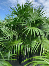 Load image into Gallery viewer, Chinese Fan Palm (Livistona Chinensis) - Imported
