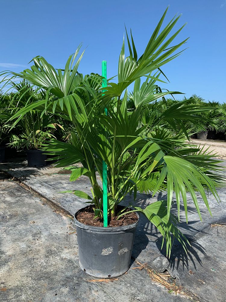 Chinese Fan Palm (Livistona Chinensis) - Imported