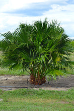 Load image into Gallery viewer, Chinese Fan Palm (Livistona Chinensis) - Imported
