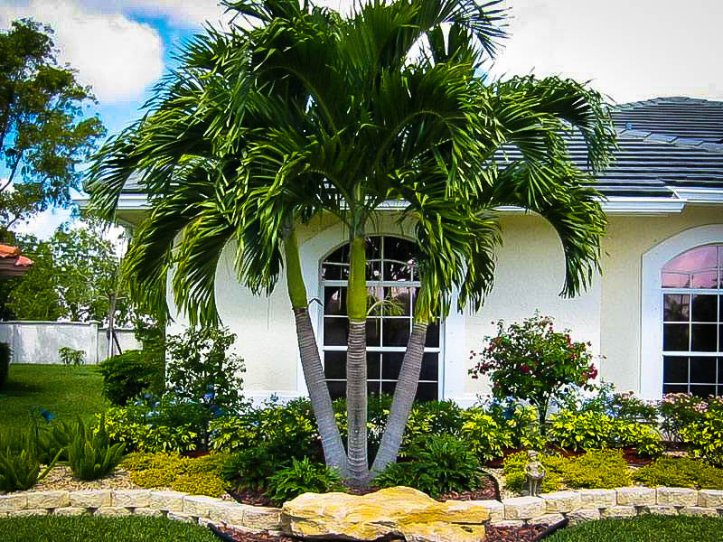 Tropical Palm Trees – ExoticPlants.ca