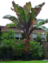 Load image into Gallery viewer, Red Abyssinian Banana (Ensete Ventricosum Maurelli)

