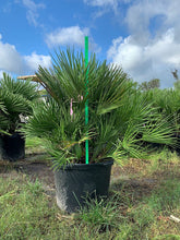 Load image into Gallery viewer, European Fan Palm (Chamaerops Humilis) - Imported
