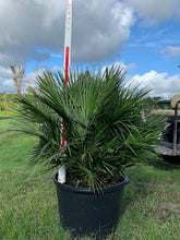 Load image into Gallery viewer, European Fan Palm (Chamaerops Humilis) - Imported
