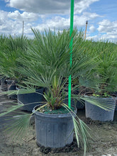 Load image into Gallery viewer, European Fan Palm (Chamaerops Humilis) - Imported
