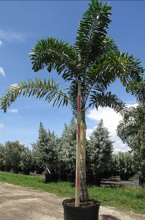 Wodyetia Bifurcata (Foxtail Palm) - Imported