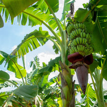 Load image into Gallery viewer, Ice Cream Banana (Musa Acuminata Blue Java) - Imported
