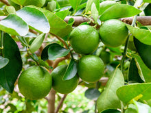 Load image into Gallery viewer, Key Lime (Citrus Aurantiifolia &#39;Key Lime&#39;) - Imported
