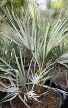 Load image into Gallery viewer, Mazari Palm (Nannorrhops Ritchiana) - Imported
