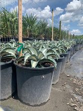 Load image into Gallery viewer, Agave Americana &#39;Medio-Picta&#39; - Imported
