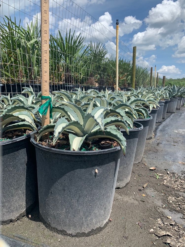 Agave Americana 'Medio-Picta' - Imported