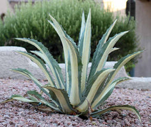 Load image into Gallery viewer, Agave Americana &#39;Medio-Picta&#39; - Imported
