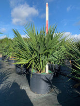 Load image into Gallery viewer, Dwarf Palmetto (Sabal Minor) - Imported
