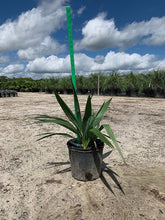 Load image into Gallery viewer, Dwarf Palmetto (Sabal Minor) - Imported
