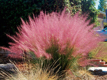 Load image into Gallery viewer, Pink Muhly Grass
