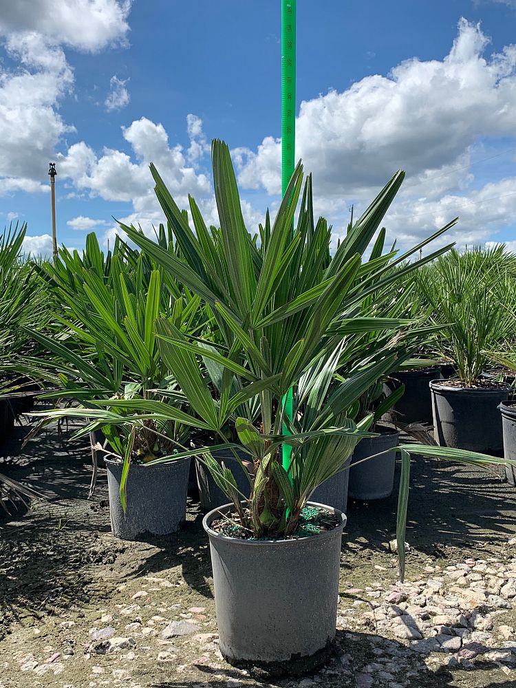 Needle Palm (Rhapidophyllum Hystrix) - Imported