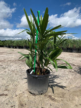 Load image into Gallery viewer, Needle Palm (Rhapidophyllum Hystrix) - Imported

