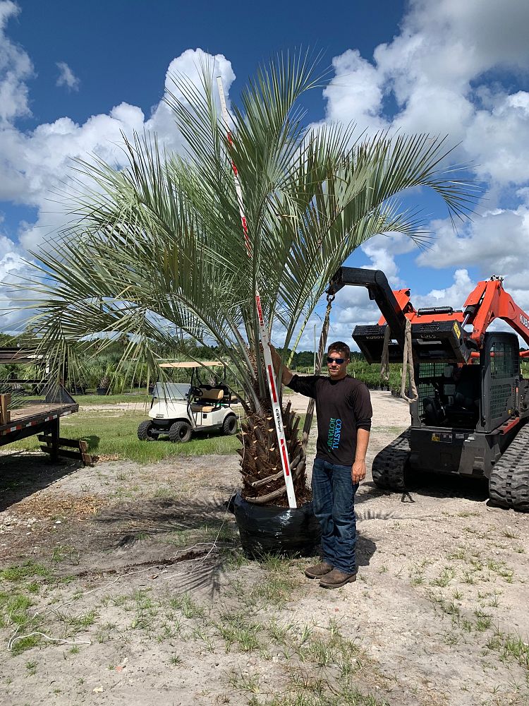 BUTIA CAPITATA Pindo PALM Freddi Hardy 10 Semi - 2