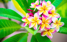 Load image into Gallery viewer, Plumeria
