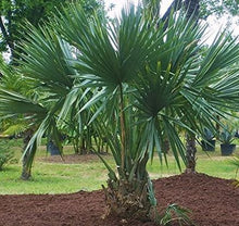 Load image into Gallery viewer, Dwarf Palmetto (Sabal Minor) - Imported
