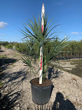 Load image into Gallery viewer, Cabbage Palm (Sabal Palmetto) - Imported
