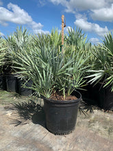 Load image into Gallery viewer, Silver Saw Palmetto (Serenoa Repens &quot;Cinerea&quot;) - Imported
