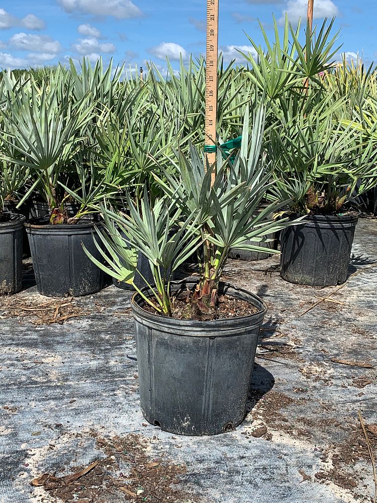 Silver Saw Palmetto (Serenoa Repens 