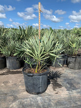 Load image into Gallery viewer, Silver Saw Palmetto (Serenoa Repens &quot;Cinerea&quot;) - Imported
