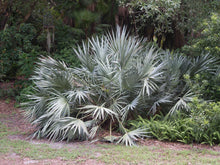 Load image into Gallery viewer, Silver Saw Palmetto (Serenoa Repens &quot;Cinerea&quot;) - Imported
