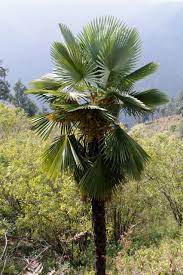Kumaon Palm (Trachycarpus Takil) - Imported