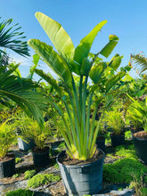 Load image into Gallery viewer, Ravenala Madagascariensis (Traveler&#39;s Palm) - Imported
