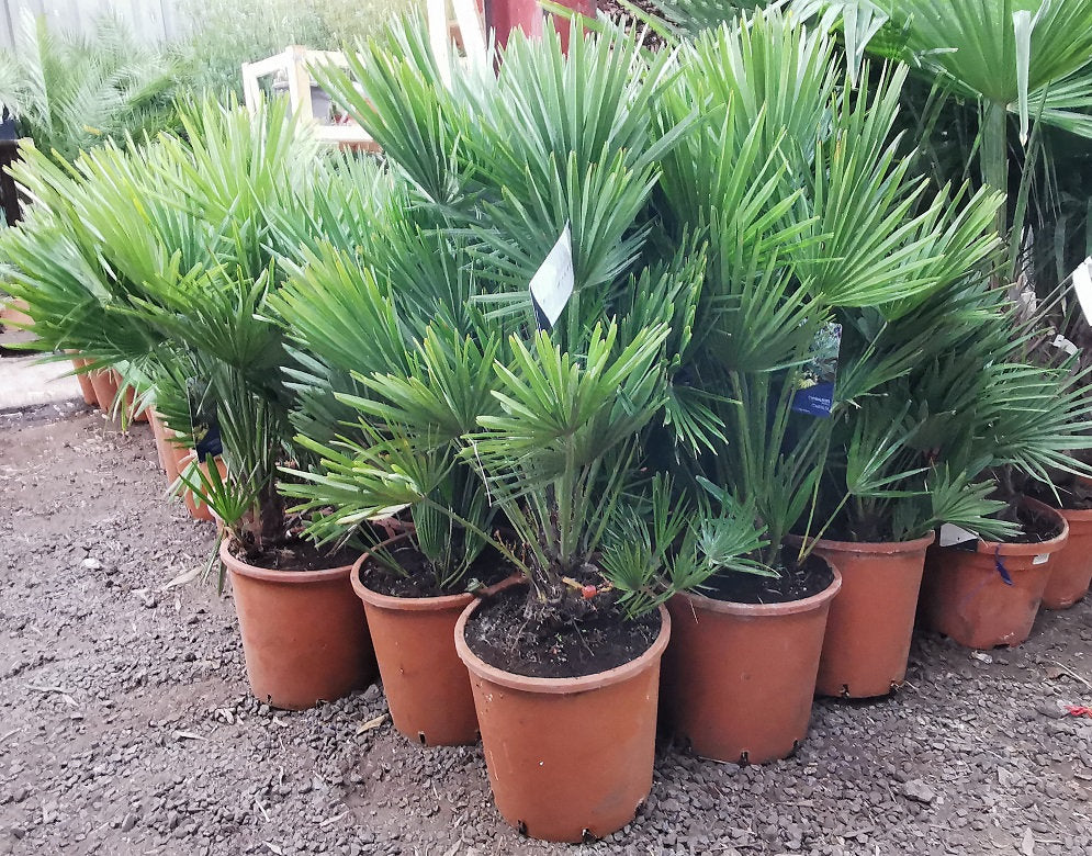 Vulcano European Fan Palm (Chamaerops Humilis 