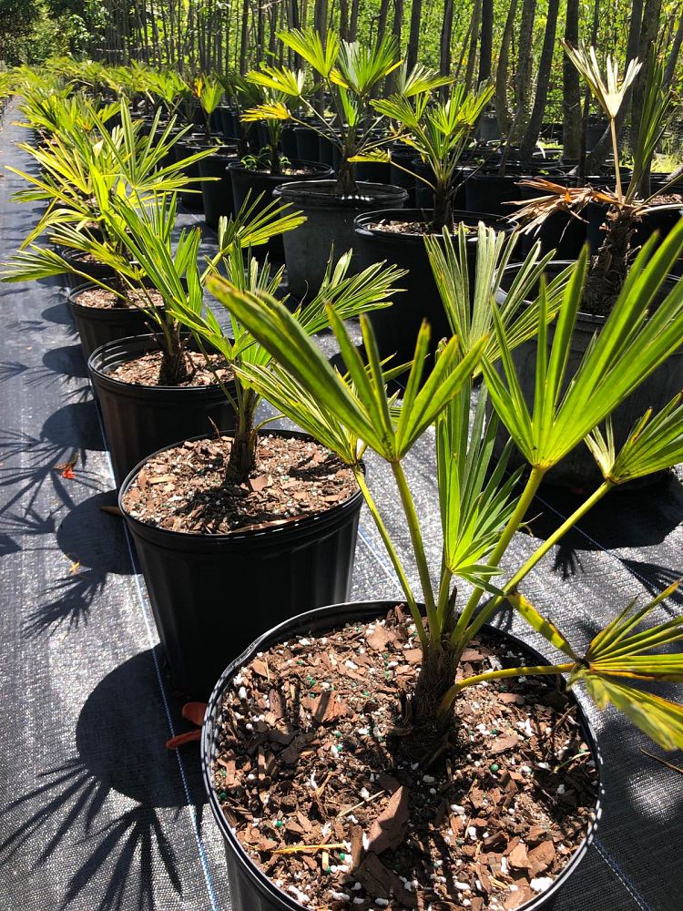 Miniature Chusan Palm (Trachycarpus Wagnerianus) - Imported