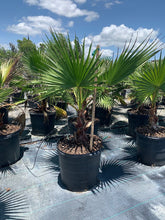 Load image into Gallery viewer, Washingtonia Robusta - Imported

