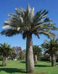 Chilean Wine Palm (Jubaea Chilensis) - Imported