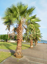 Load image into Gallery viewer, Washingtonia Robusta - Imported
