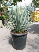 Load image into Gallery viewer, Beaked Yucca (Yucca Rostrata) - Imported
