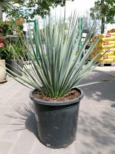 Beaked Yucca (Yucca Rostrata) - Imported